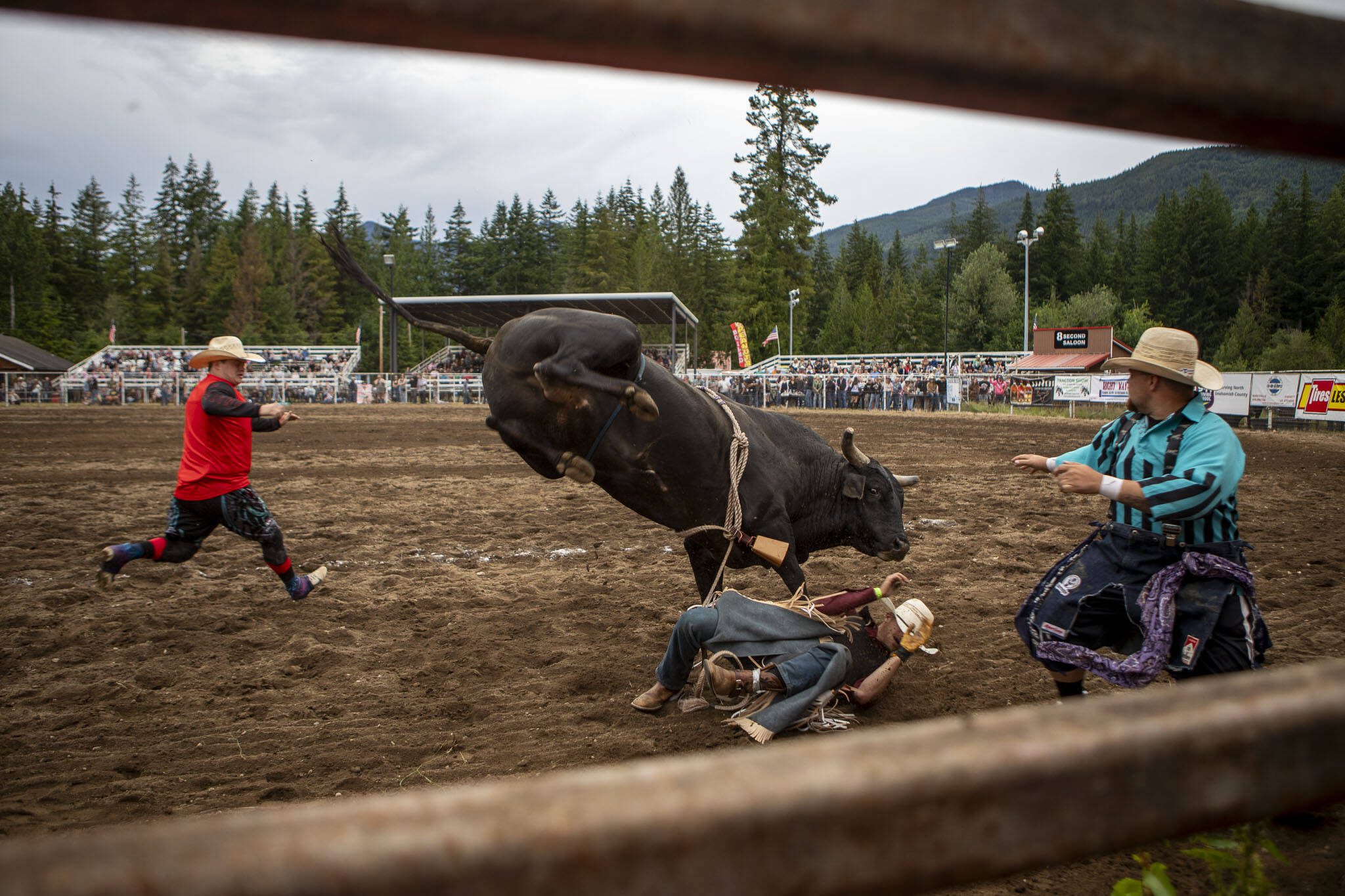 A rider falls off a bull during the Timberbowl Rodeo in Darrington, Washington, on Saturday, June 29, 2024. (Annie Barker / The Herald)