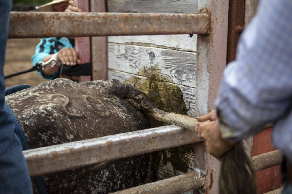 A bull is prepared for the bull riding event during the Timberbowl Rodeo in Darrington, Washington, on Saturday, June 29, 2024. (Annie Barker / The Herald)
