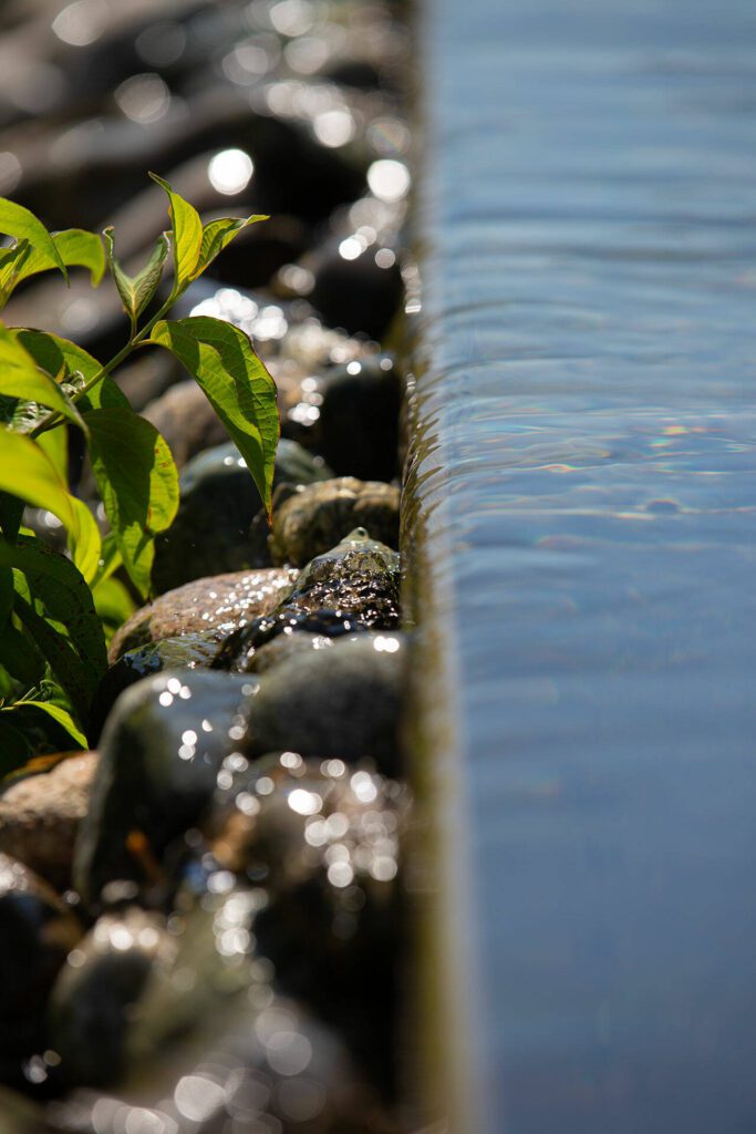 Water brims over the edge of a trough at the downtown Marysville stormwater facility on Thursday, July 11, 2024, in Marysville, Washington. Stormwater receives its final treatment at the site by flowing out of the troughs and absorbing into the ground before making its way into Ebey Slough. (Ryan Berry / The Herald)
