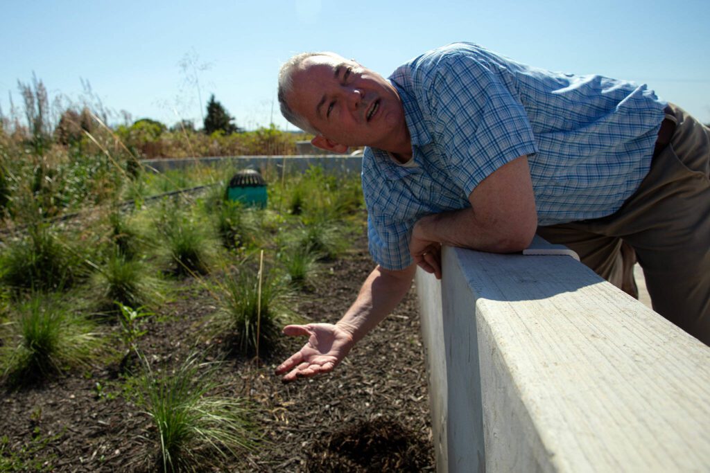 Senior Project Manager Steven Miller leans over to show the soil that filters stormwater at the downtown stormwater treatment plant on Thursday, July 11, 2024, in Marysville, Washington. (Ryan Berry / The Herald)
