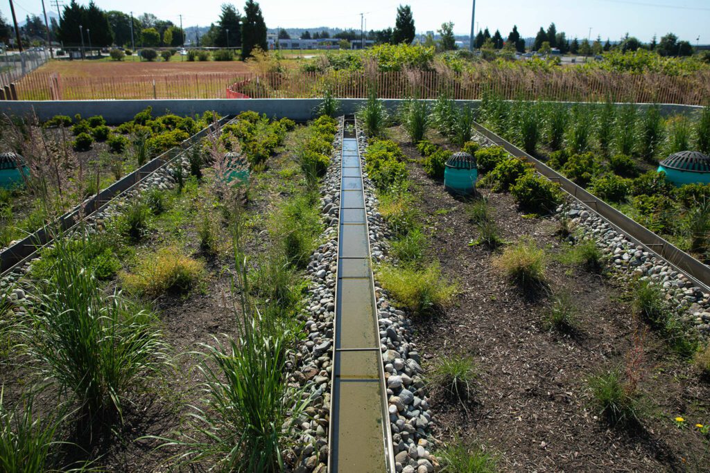 A section of downtown Marysville’s stormwater treatment facility is seen on Thursday, July 11, 2024, in Marysville, Washington. From the street, the facility mainly appears to be a park, but stormwater from downtown is being filtered below ground before spilling into the green space visitors can see. (Ryan Berry / The Herald)
