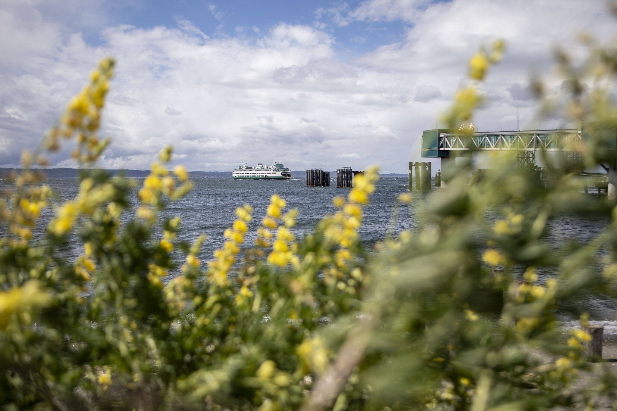 An Edmonds ferry begins its course in Edmonds, Washington on Monday, June 3, 2024. (Annie Barker / The Herald)