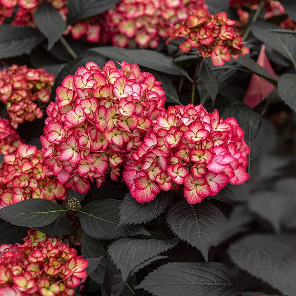 The Eclipse bigleaf hydrangea is unique for its dark-purple, almost-black leaves. (Photo courtesy of Bailey Nurseries)
