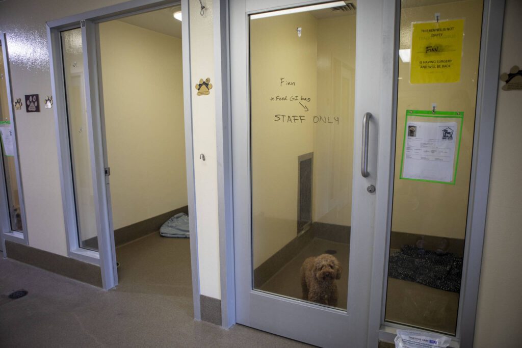 Finn sits in his kennel at the Everett Animal Shelter in Everett on July 17, 2024. (Annie Barker / The Herald)
