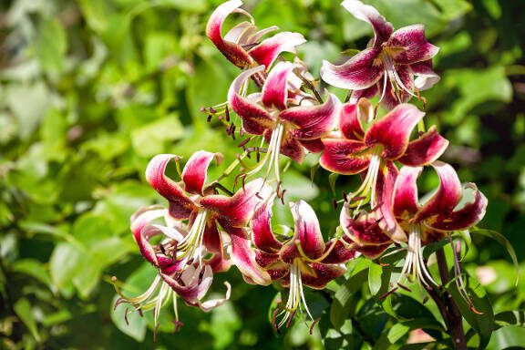 Lily of the Scheherazade variety with red-white flowers from the Oriental-Tubular (OT) hybrids group. Decorative plant in the garden