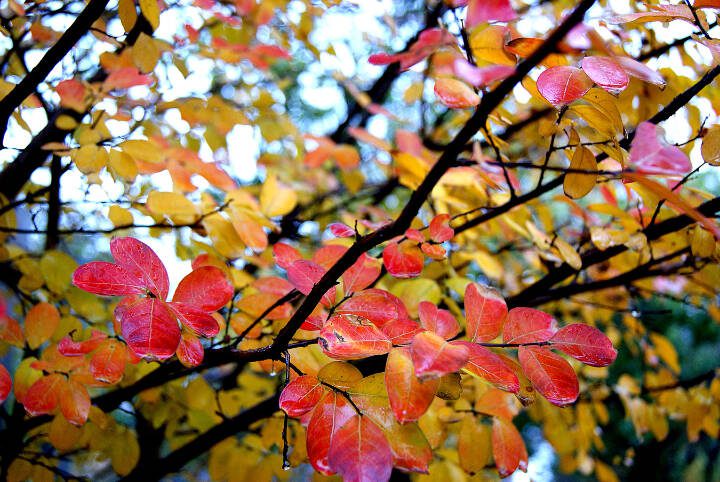 All crape myrtles are deciduous and will turn stunning shades of gold, orange and scarlet in the fall. (Getty Images)
