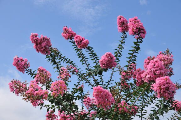 Crape Myrtle