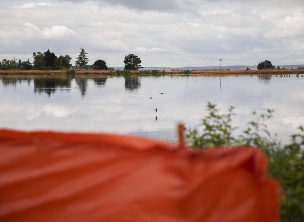 Birds fly around the a lagoon that is surround by orange fencing outlining the second phase of the Port Susan Trail on Thursday, July 25, 2024 in Stanwood, Washington. (Olivia Vanni / The Herald)
