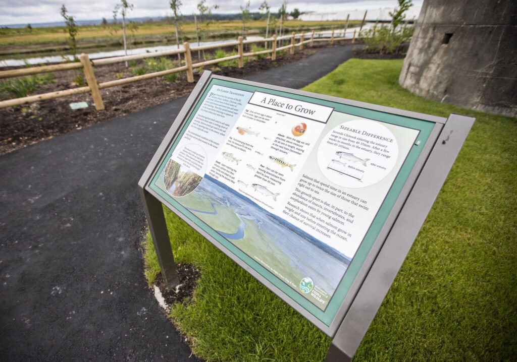 An information board on display at Hamilton Landing Park on Thursday, July 25, 2024 in Stanwood, Washington. (Olivia Vanni / The Herald)
