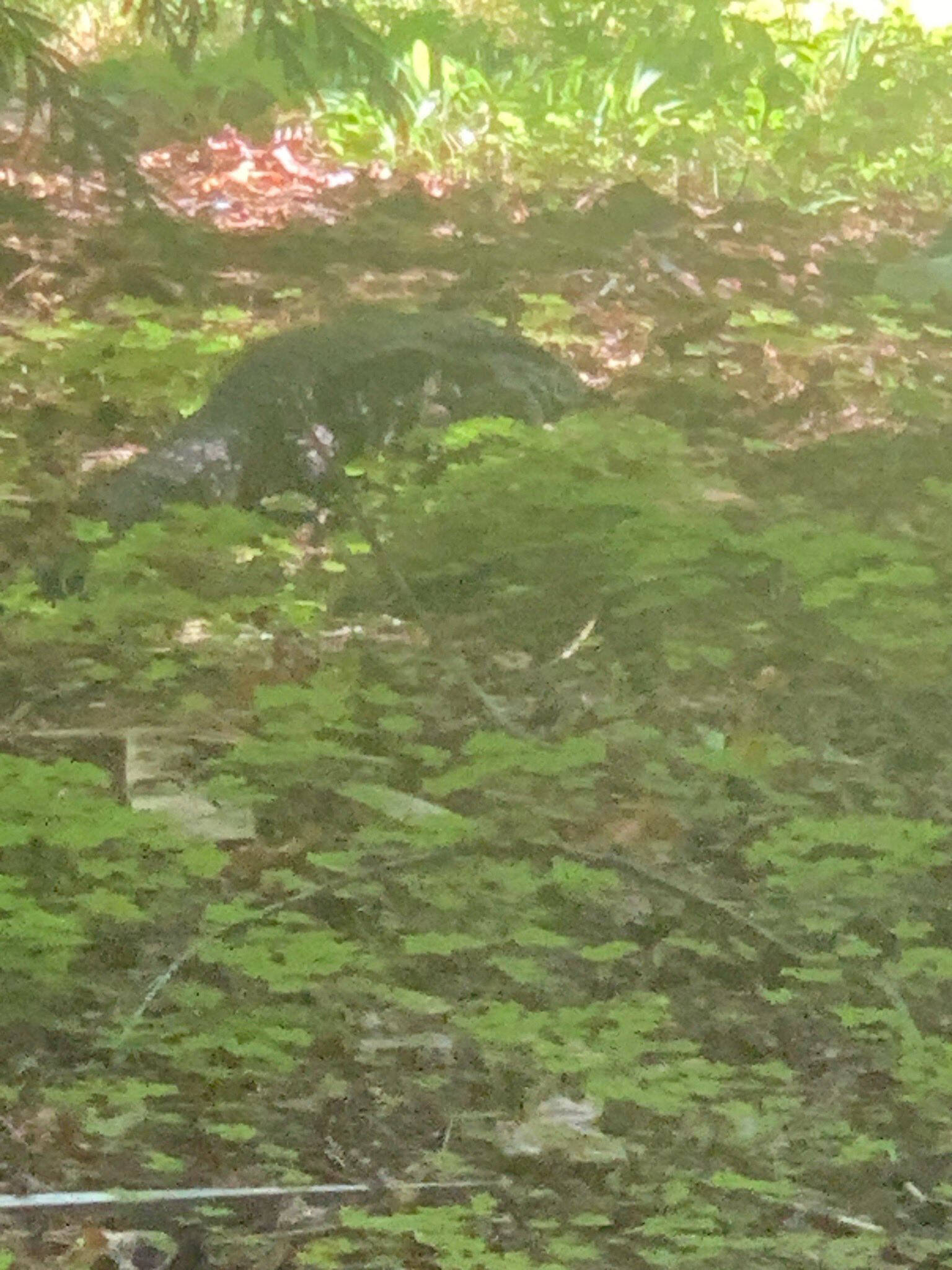 A photo of “Tazz,” an Argentine white Tegu still missing near Granite Falls. (Provided photo)