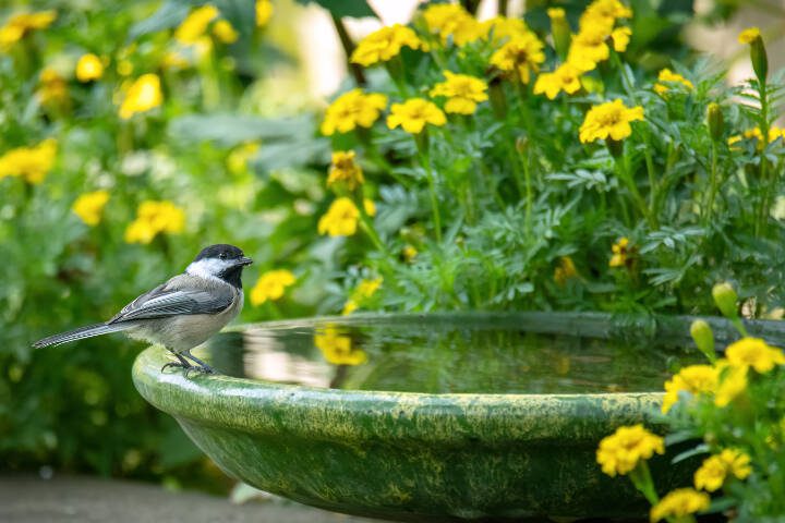 Small chickadee songbird at birdbath in summer garden.