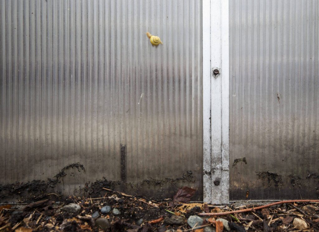 A small snail crawls up the outside of the greenhouse on Monday in Marysville. (Olivia Vanni / The Herald)
