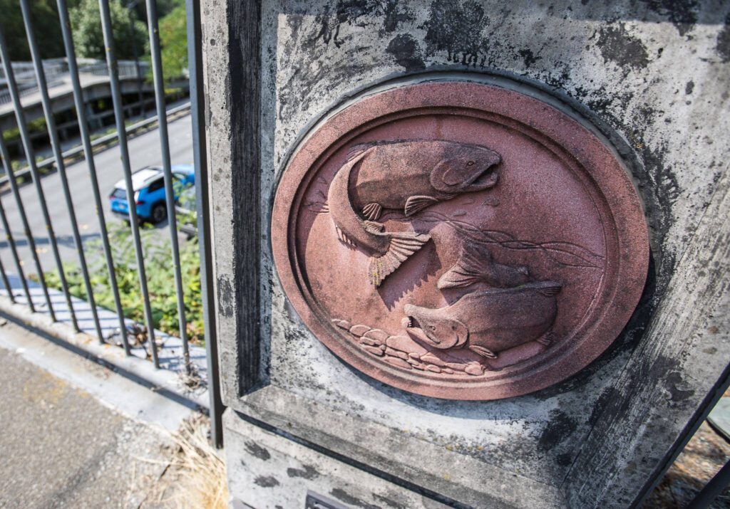 Decorative salmon are visible along the 102nd Avenue bridge on Thursday in Bothell. (Olivia Vanni / The Herald)
