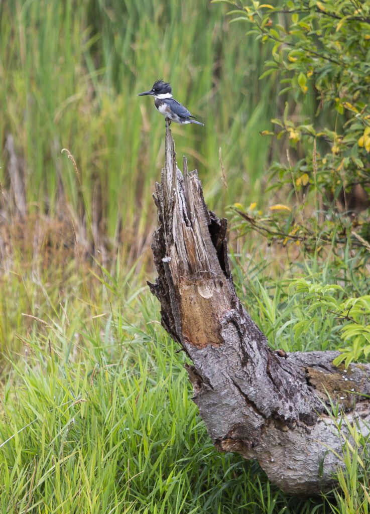A kingfisher perches on the top of a dead tree in the northernmost section of the Chinook Marsh Project site on Tuesday in Snohomish. (Olivia Vanni / The Herald)
