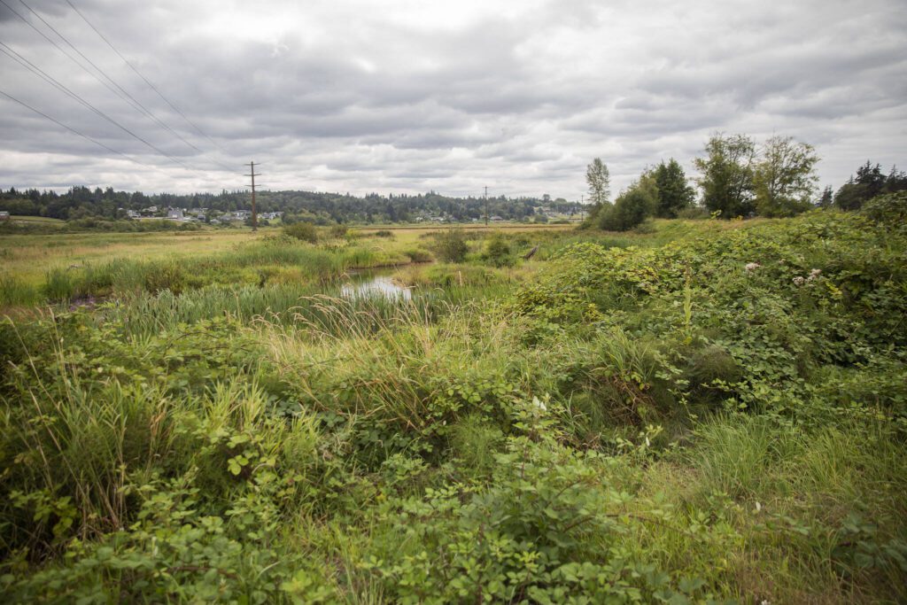 A section of the Chinook Marsh project site on Tuesday, Aug. 13, 2024 in Snohomish, Washington. (Olivia Vanni / The Herald)
