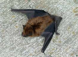 A big brown bat. (Larry Meade)