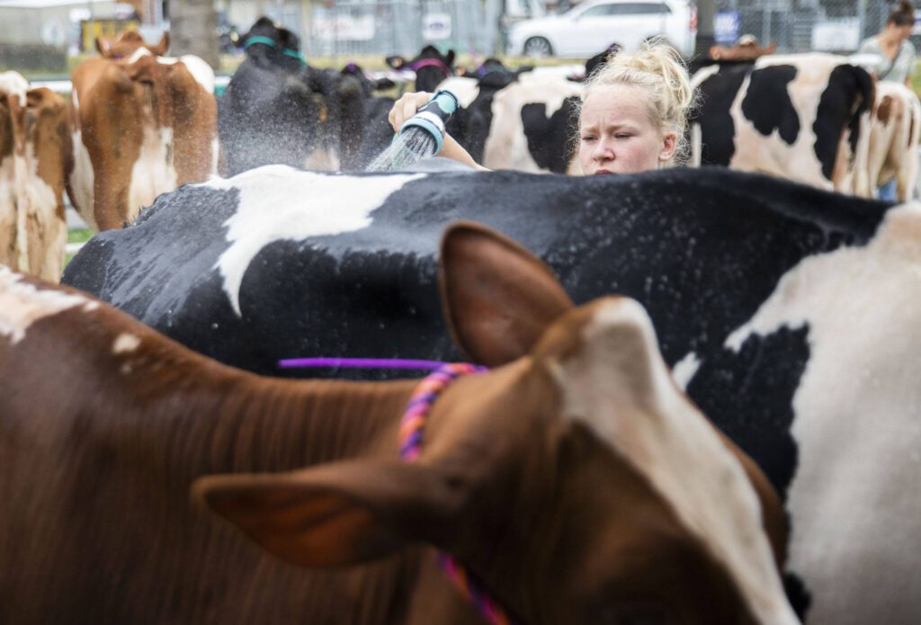 Paige McKay washes her cow Clyde during load-in before the start of the Evergreen State Fair on Wednesday, Aug. 21, 2024, in Monroe, Washington. (Olivia Vanni / The Herald)
