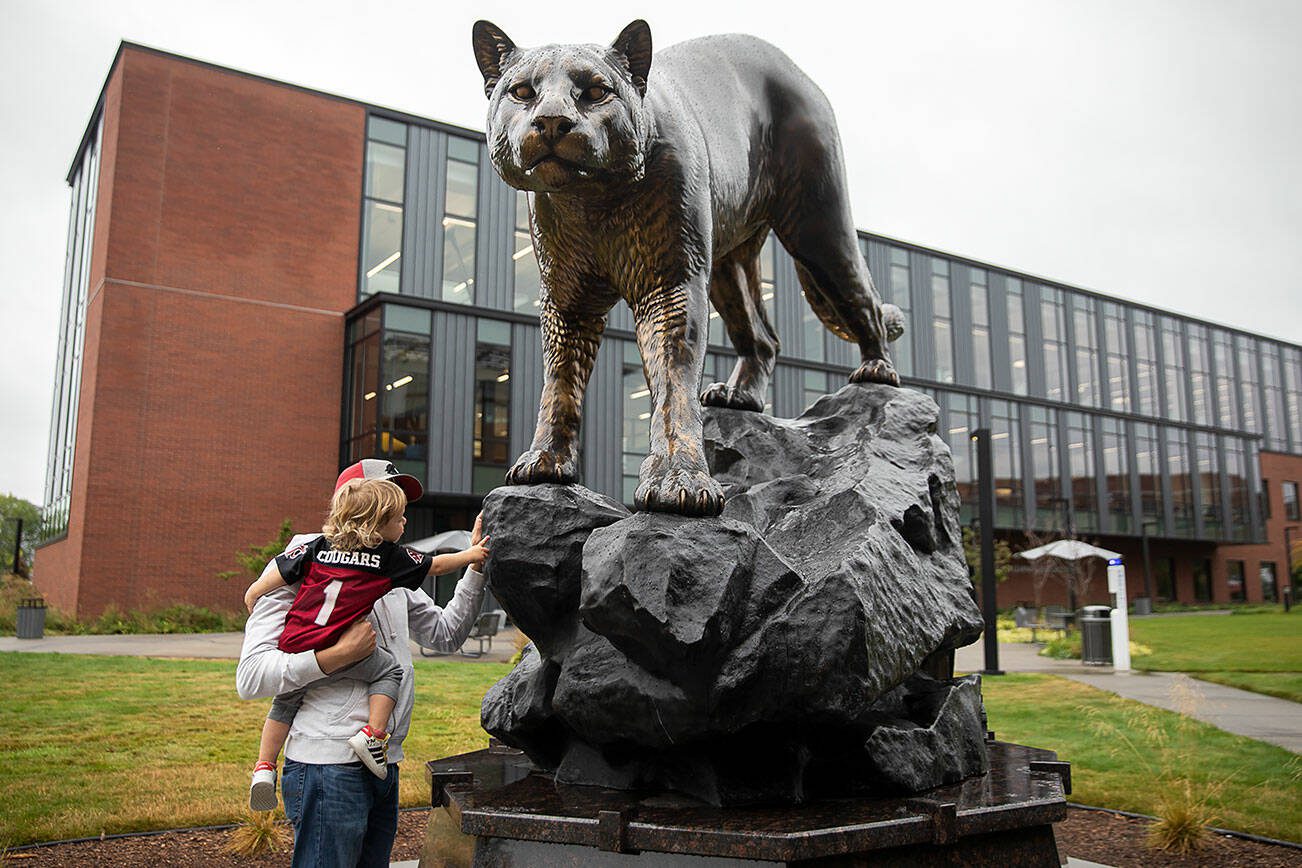 Washington State University alumni Randy Bolerjack holds his son William, 2, as he reaches out to touch the new cougar statue at the Washington State University Everett campus on Friday, Aug. 23, 2024 in Everett, Washington. The statue is one of four newly erected cougar statutes on Washington State University satellite campuses. It is slightly smaller version of the original statue on the Pullman. (Olivia Vanni / The Herald)