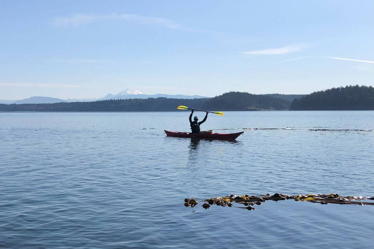 An Island County Marine Resources Committee volunteer monitors bull kelp for a collaborative project studying kelp in the Salish Sea. (Photo provided)