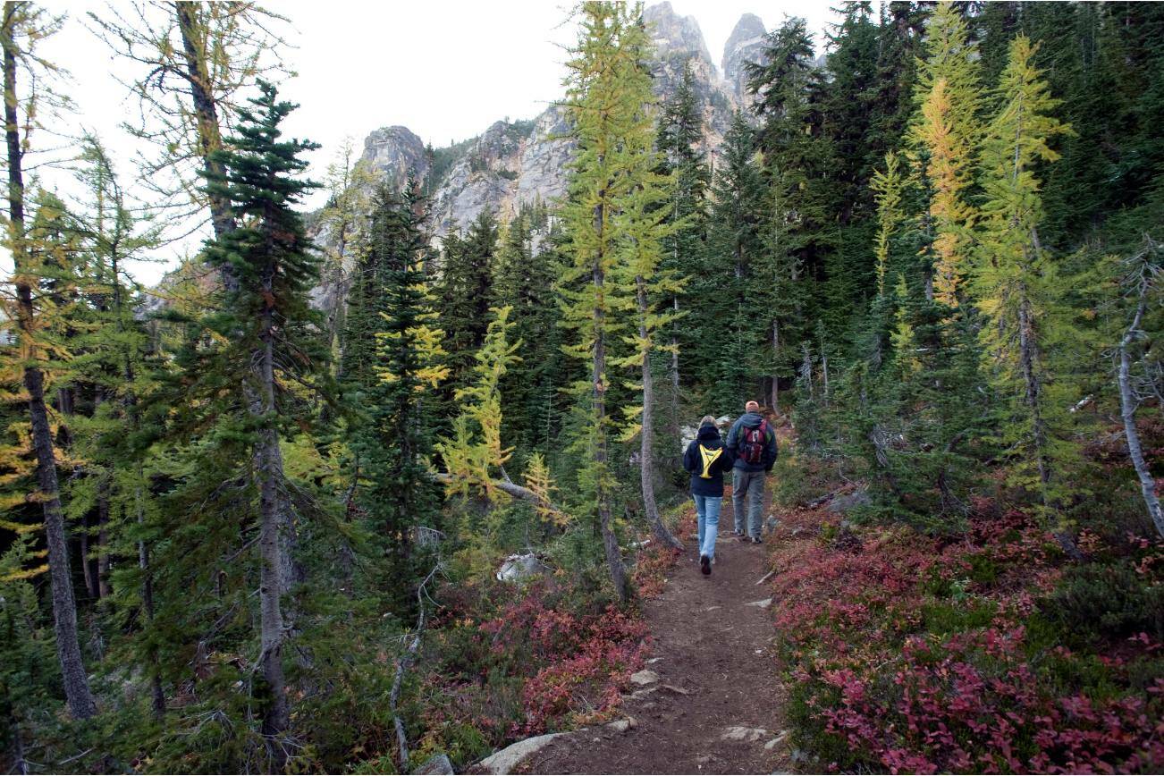 Larch trees and huckleberry bushes border the Blue Lake hiking trail in Washington’s North Cascades National Park in 2009. (Stuart Isett/The New York Times)