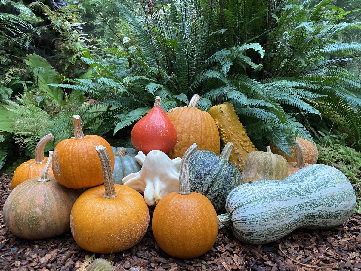 Visit Bloedel Reserve on Bainbridge Island for the annual Squash Hunt Oct. 1 to 31, 2024
