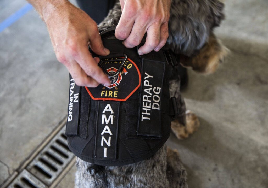 Landis adjusts Amani’s therapy dog Mukilteo Fire Department vest on Thursday, Sept. 5, 2024 in Mukilteo, Washington. (Olivia Vanni / The Herald)
