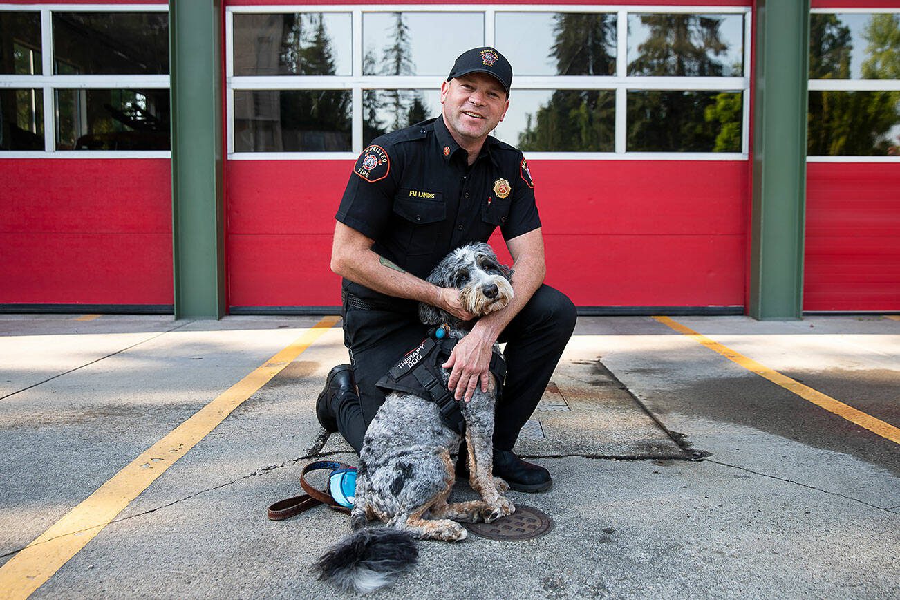 Fire Marshall Derek Landis with his bernedoodle therapy dog Amani, 1, at the Mukilteo Fire Department on Thursday, Sept. 5, 2024 in Mukilteo, Washington. (Olivia Vanni / The Herald)