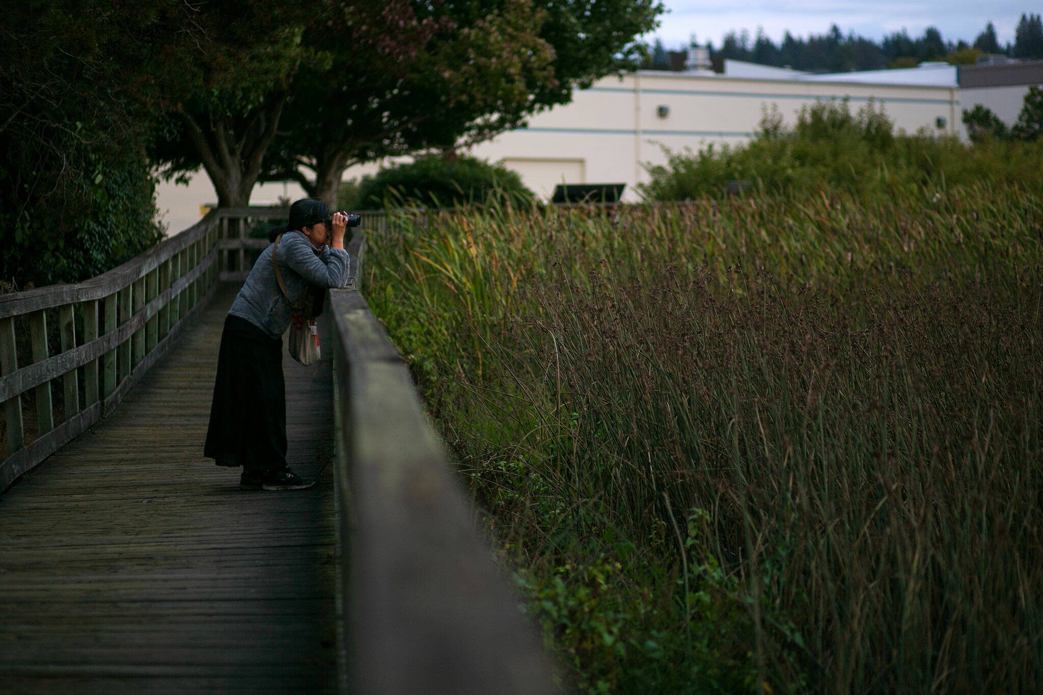 A birder watches waterfowl with a pair of binoculars at the Edmonds Marsh on Tuesday, Sept. 19, 2023, in Edmonds, Washington. (Ryan Berry / The Herald)
