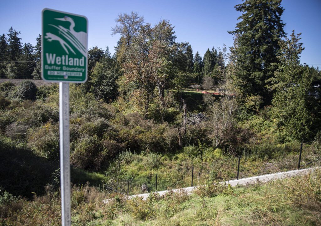 View of the culvert and wetland along State Avenue on Tuesday, Sept. 24, 2024 in Marysville, Washington. (Olivia Vanni / The Herald)
