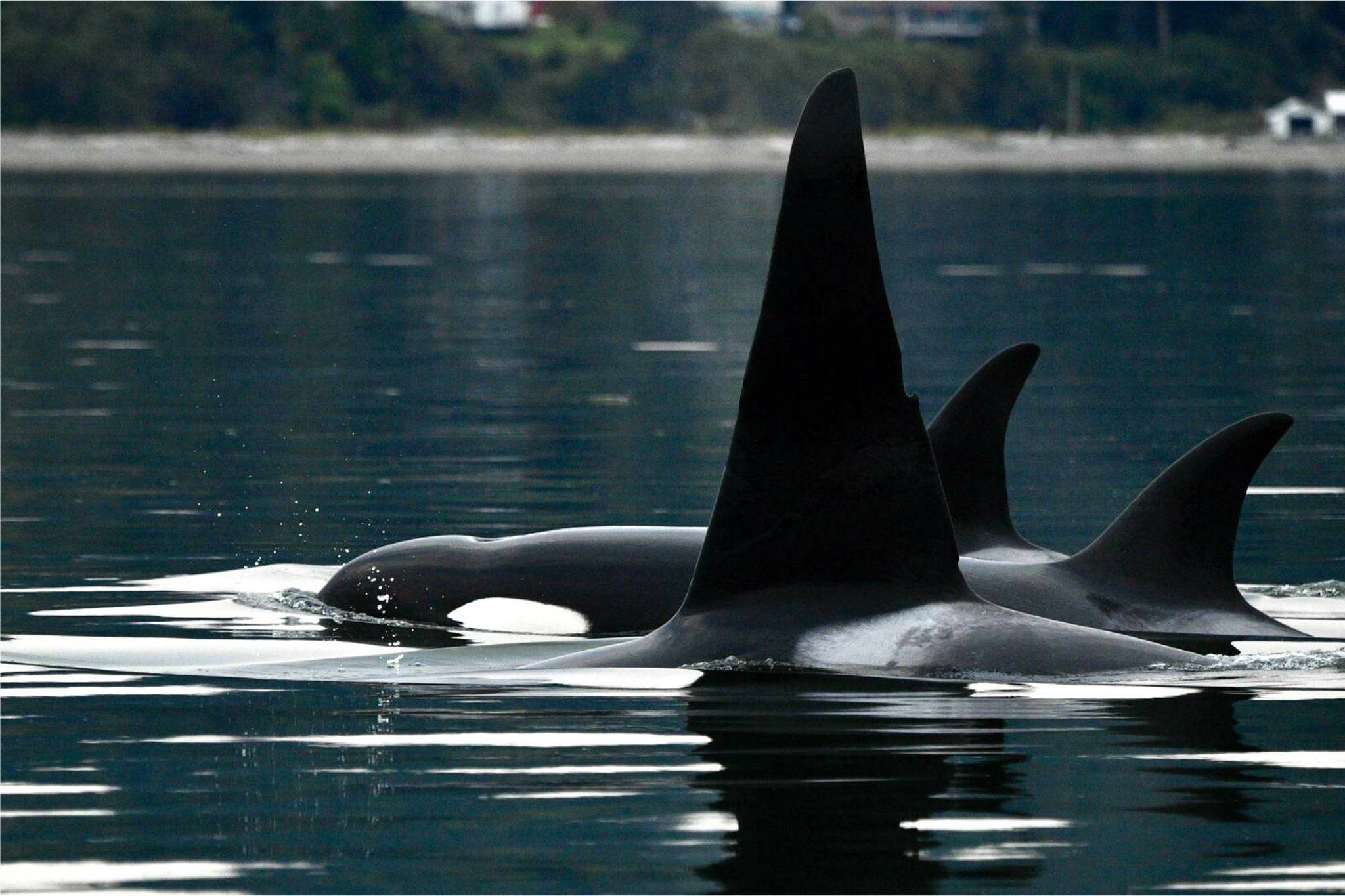 The T46s travel between Whidbey and Camano while a team of scientists collects health data and refines remote health tools. (Photo courtesy of NOAA)