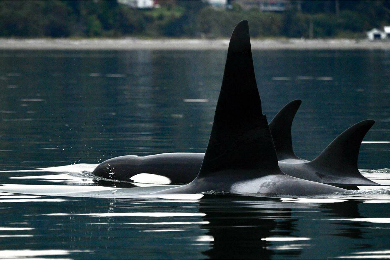 The T46s travel between Whidbey and Camano while a team of scientists collects health data and refines remote health tools. (Photo courtesy of NOAA)