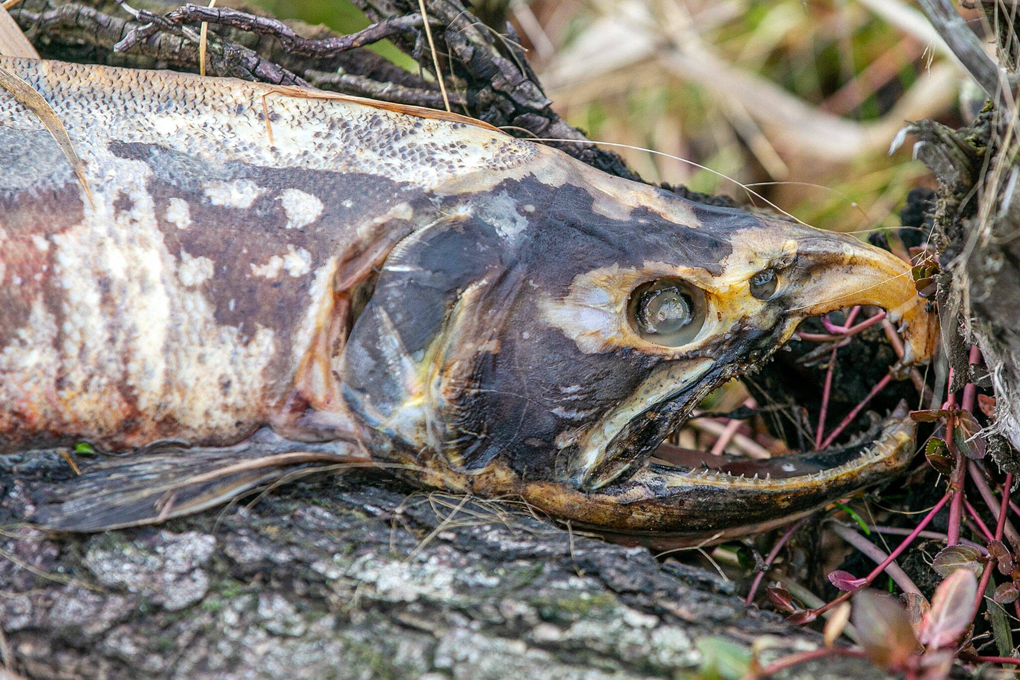 A dead salmon is stuck upon a log in Olaf Strad tributary in 2023 in Arlington. (Ryan Berry / The Herald)