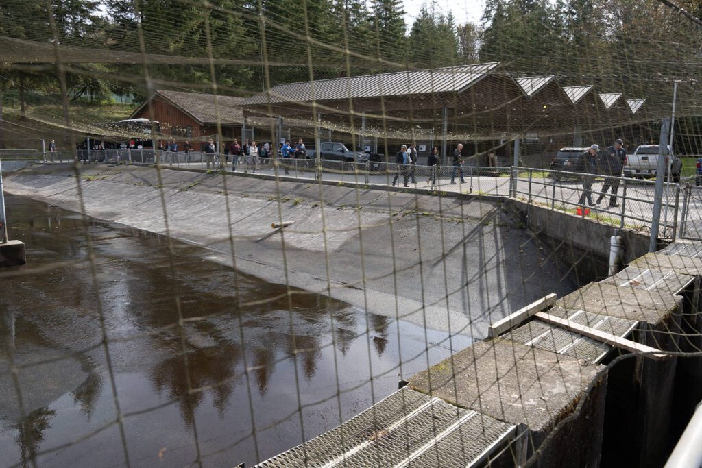 Attendees tour the Tulalip hatcheries Thursday. (Will Geschke / The Herald)
