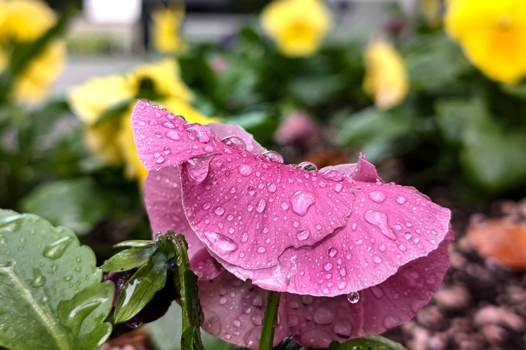 Rain drops collect on a flower Friday in Everett. (Michael Henneke / The Herald)
