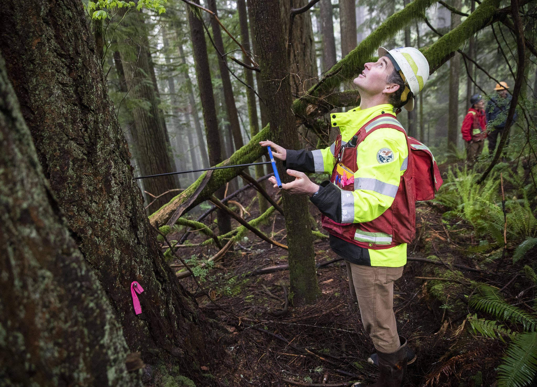 Jack Armstrong, a DNR forester, cores a tree located near the Stilly Revisited timber sale on May 29, in Arlington. (Olivia Vanni / The Herald file photo)