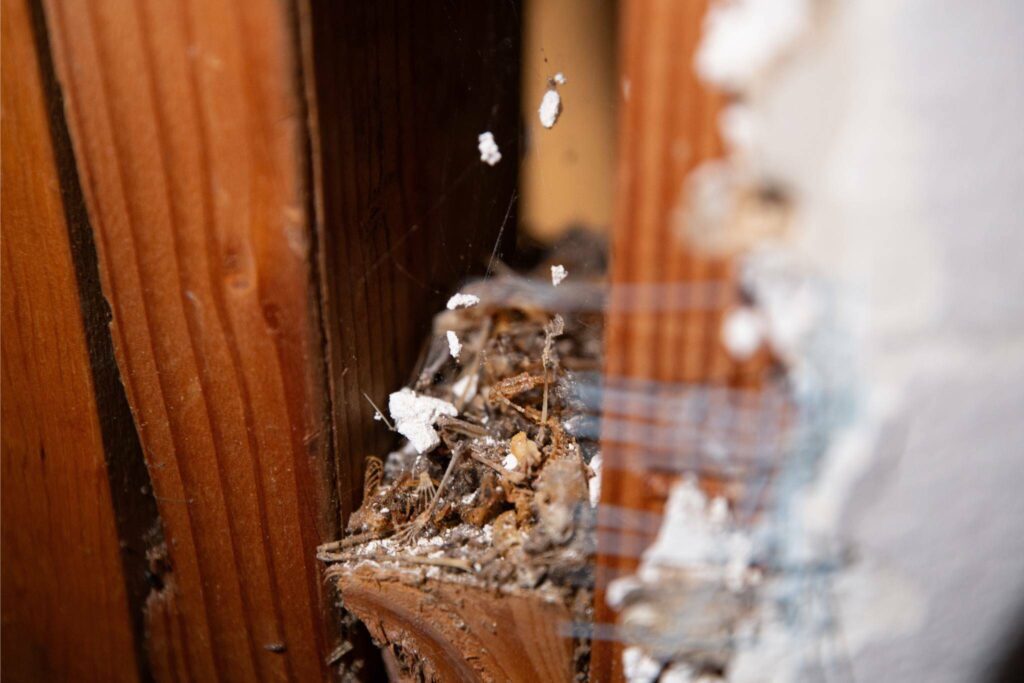 Generations of bat skeletons fill gaps in frame jointing behind the drywall. (Alyse Young for The Washington Post)
