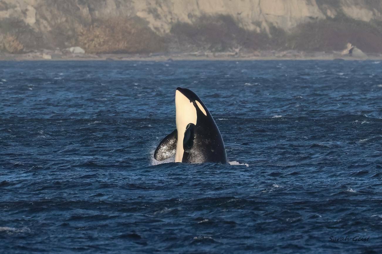 The L pod orcas surprised many on Whidbey Island when they returned to Penn Cove for the first time in over 50 years. (Photo provided by Sarah Geist)