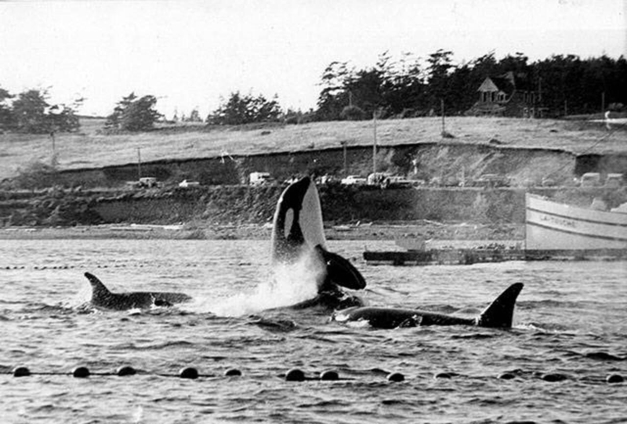 During a round-up of Southern Resident orcas that included Tokitae — later known as Lolita — orcas from the L pod that not been trapped in nets during the 1970 Penn Cove capture stayed near penned kin until the last one was hauled away on a truck. (Wallie Funk / Whidbey News-Times file)