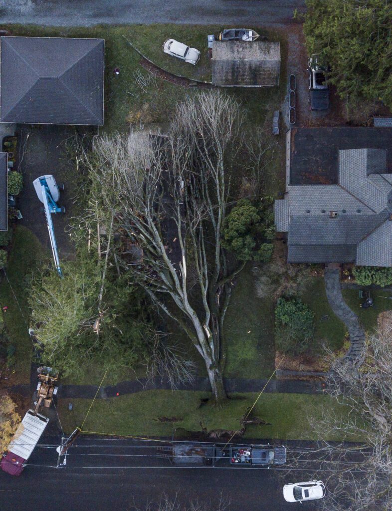 A fallen tree covers the entirety of a home in Snohomish on Wednesday, Nov. 20, 2024. (Olivia Vanni / The Herald)
