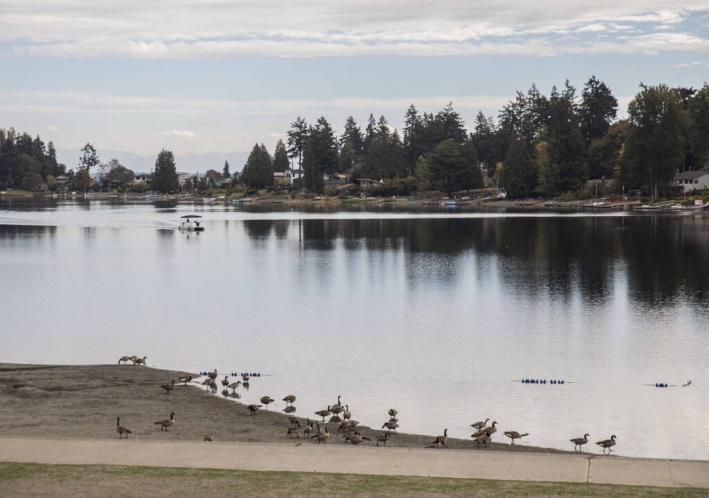 A person drives a pontoon boat across Angle Lake past geese grazing along the the shoreline on Oct. 14, 2024 in SeaTac, Washington. (Olivia Vanni / The Herald)
