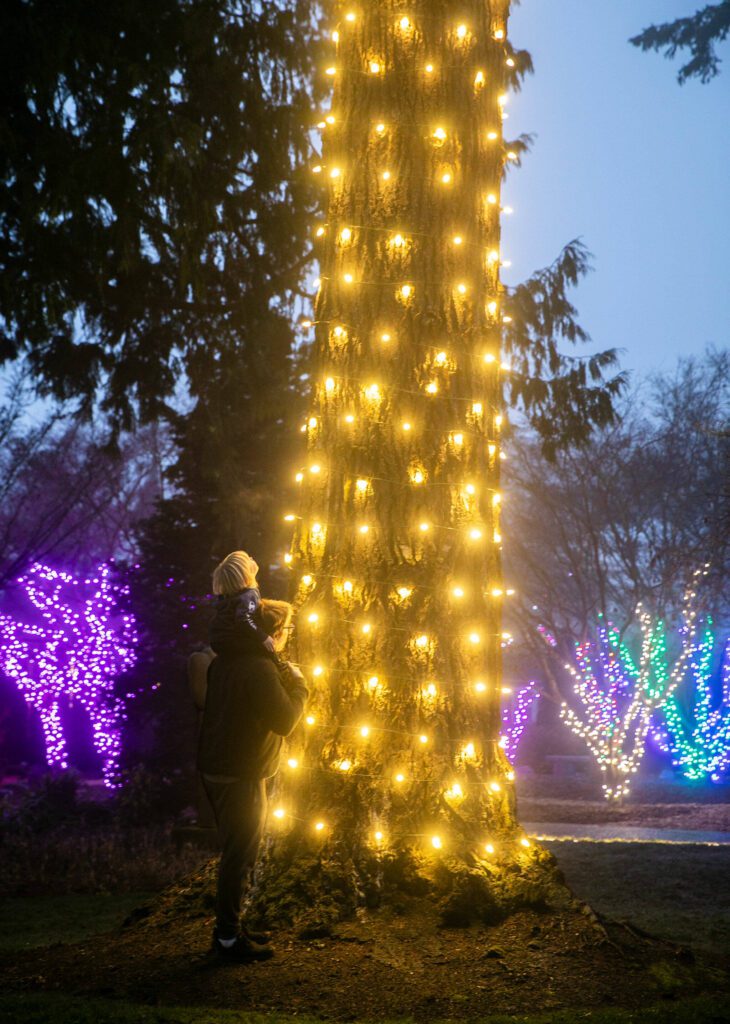 Carl Larsen holds his grandson Noah, 2 on his shoulders as they look up at lights wrapped around the trunk of a large tree at Wintertide Lights on Monday, Dec. 2, 2024 in Everett, Washington. (Olivia Vanni / The Herald)
