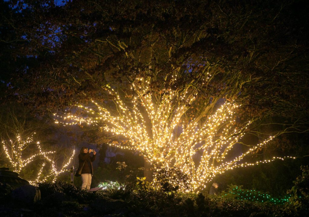 A person pauses to take a photo at Wintertide Lights at the Evergreen Arboretum on Monday, Dec. 2, 2024 in Everett, Washington. (Olivia Vanni / The Herald)

