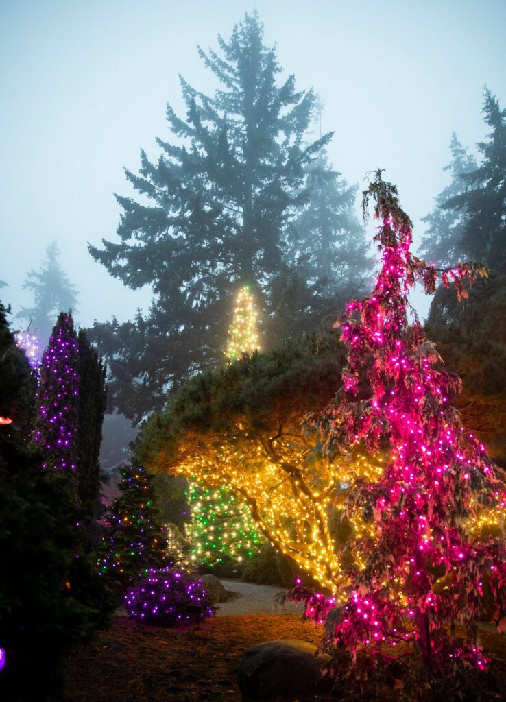 Fog silhouettes trees behind Wintertide Lights at the Evergreen Arboretum on Monday, Dec. 2, 2024 in Everett, Washington. (Olivia Vanni / The Herald)
