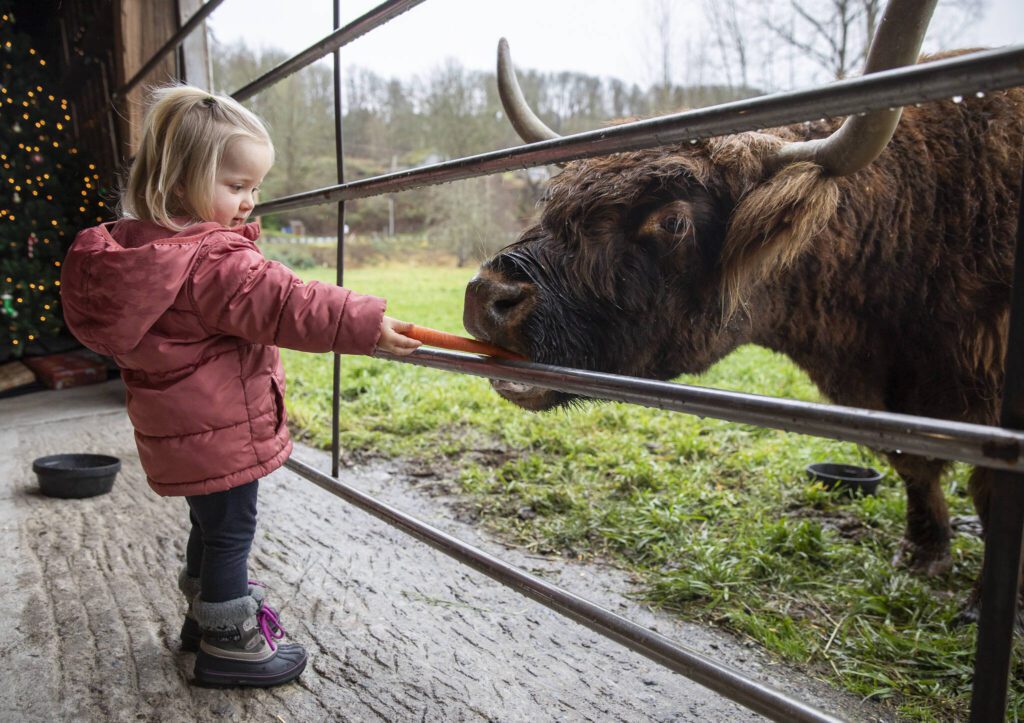 Madelyn Blankenship, 2, feeds a carrot to a Highland cow named Bella at Luckie Farms on Tuesday, Dec. 17, 2024 in Lake Stevens, Washington. (Olivia Vanni / The Herald)

