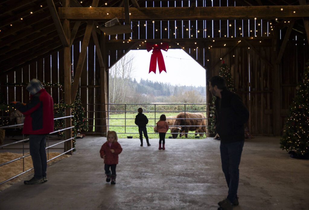 People explore the barn at Luckie Farms on Tuesday, Dec. 17, 2024 in Lake Stevens, Washington. (Olivia Vanni / The Herald)
