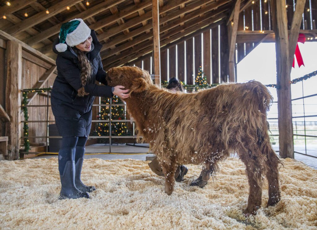 Tara Luckie scratches the face of their Highland calf named Antonio at Luckie Farms on Tuesday, Dec. 17, 2024 in Lake Stevens, Washington. (Olivia Vanni / The Herald)
