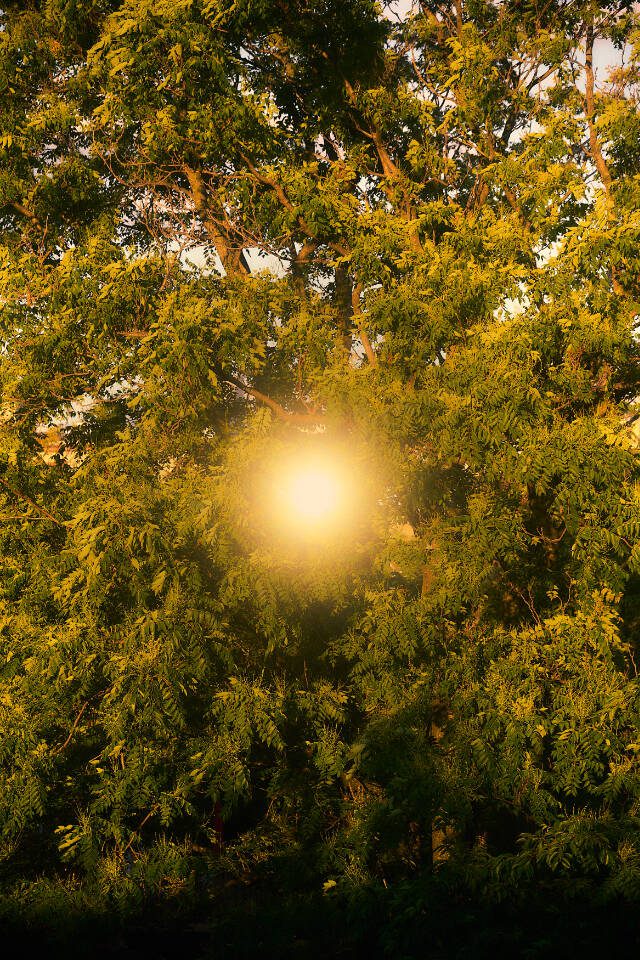 The sun comes through trees in New York on Dec. 19. (Balarama Heller / The New York Times)