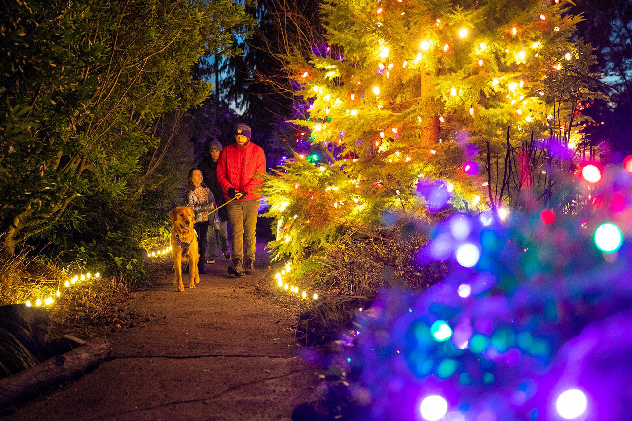The Sylverster family, consisting of Mike, Taylor, Makena, 6, and Dennis the retriever, take a stroll through the park and take in all the Wintertide lights in 2022 at Legion Park in Everett, Washington. (Ryan Berry / Herald file)