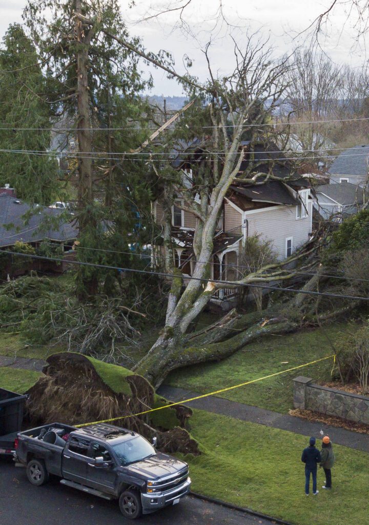 People stop to look at a tree that fell on a home in Snohomish on Wednesday, Nov. 20, 2024. (Olivia Vanni / The Herald)
