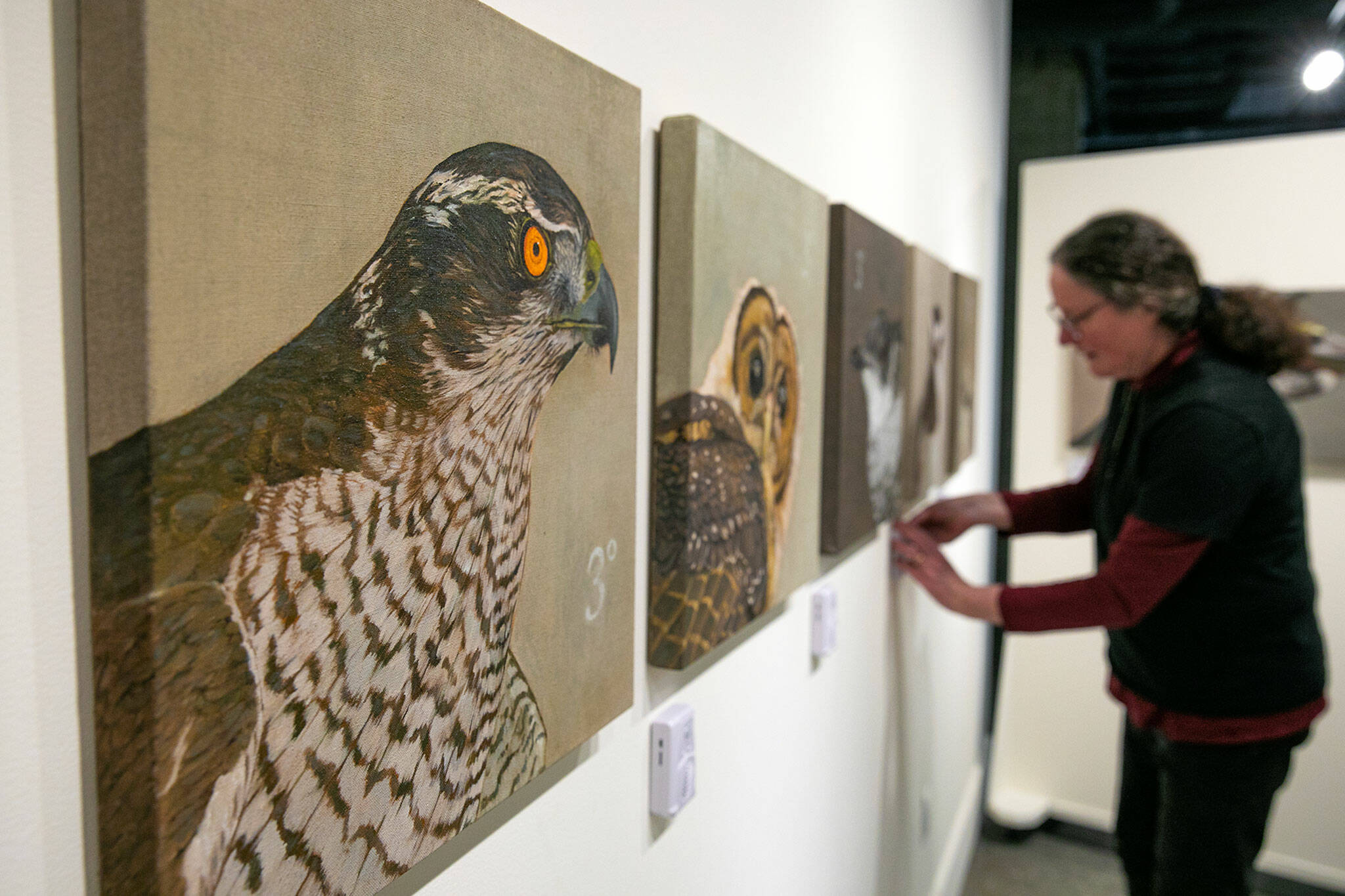 Artist Natalie Niblack works amongst her project entitled ҳ3 Birds / Three Degrees during the setup for Exploring The Edge at Schack Art Center on Sunday, March 19, 2023, in Everett. The paintings feature motion-activated speakers that play each birdճ unique call. (Ryan Berry / The Herald)